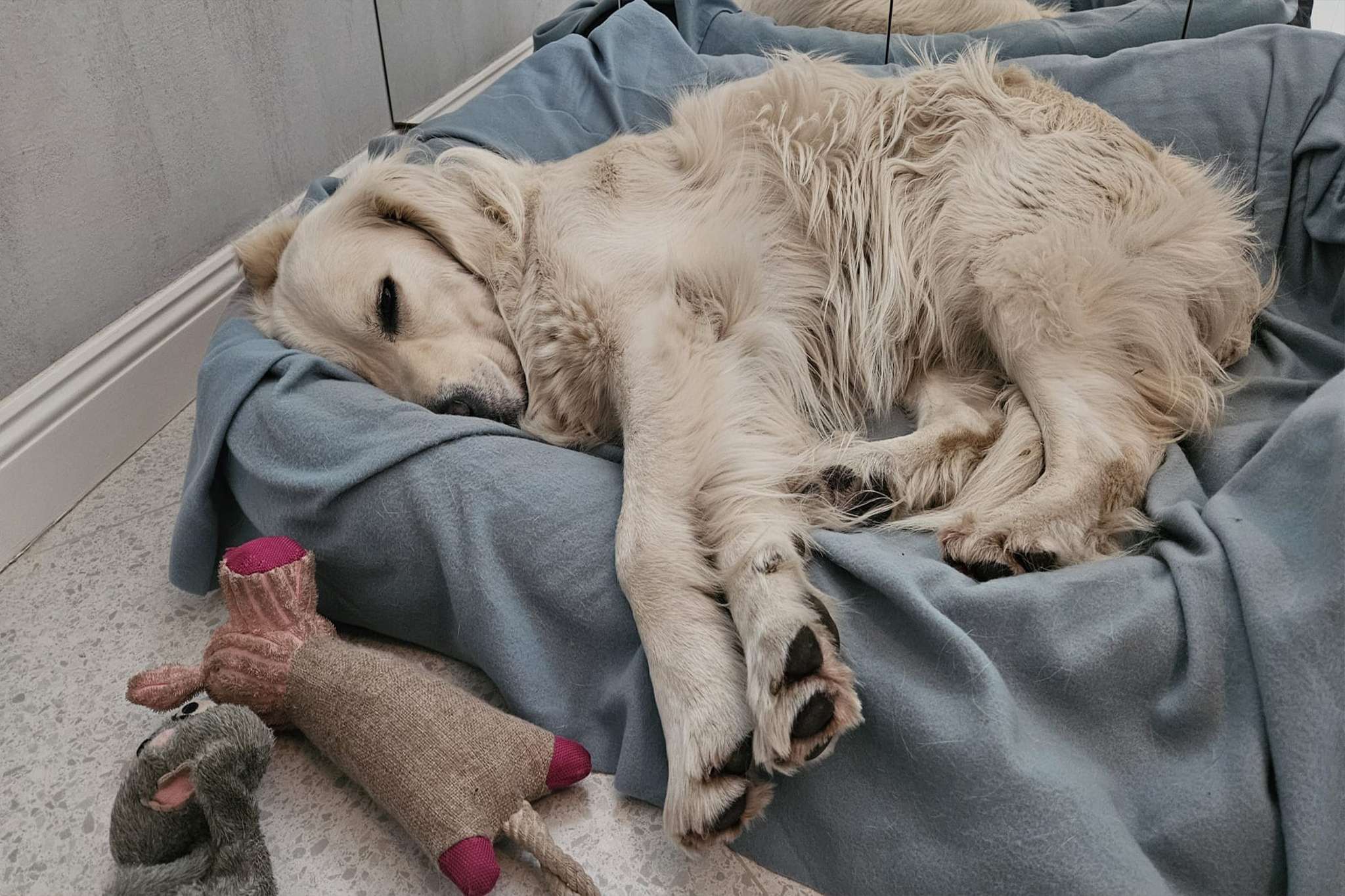 Amenajare interioara pet friendly