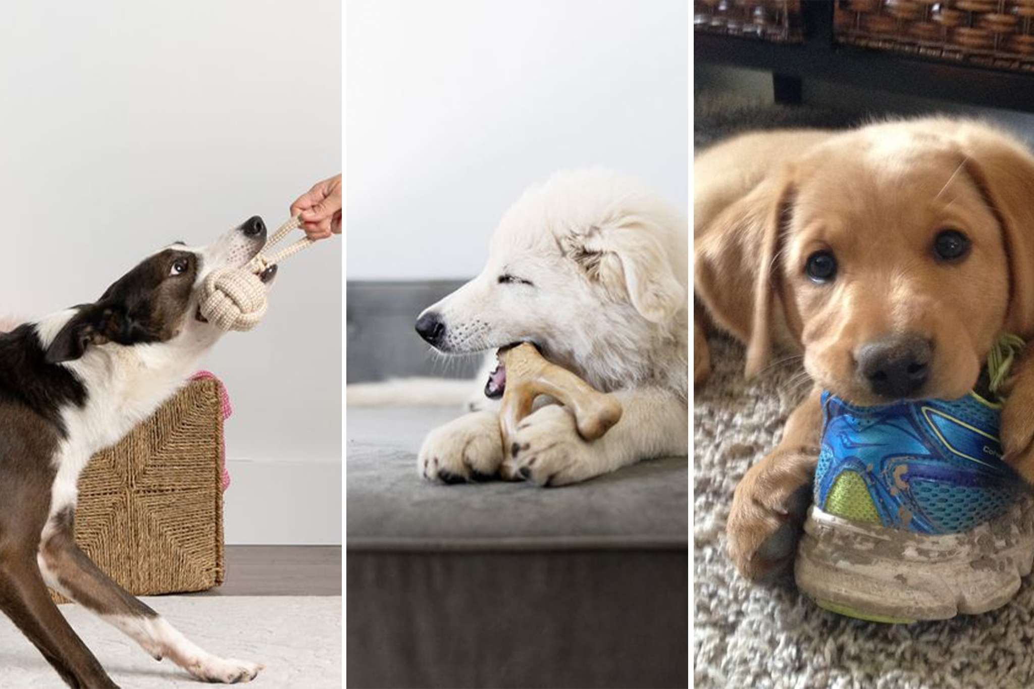 Amenajare interioara pet friendly