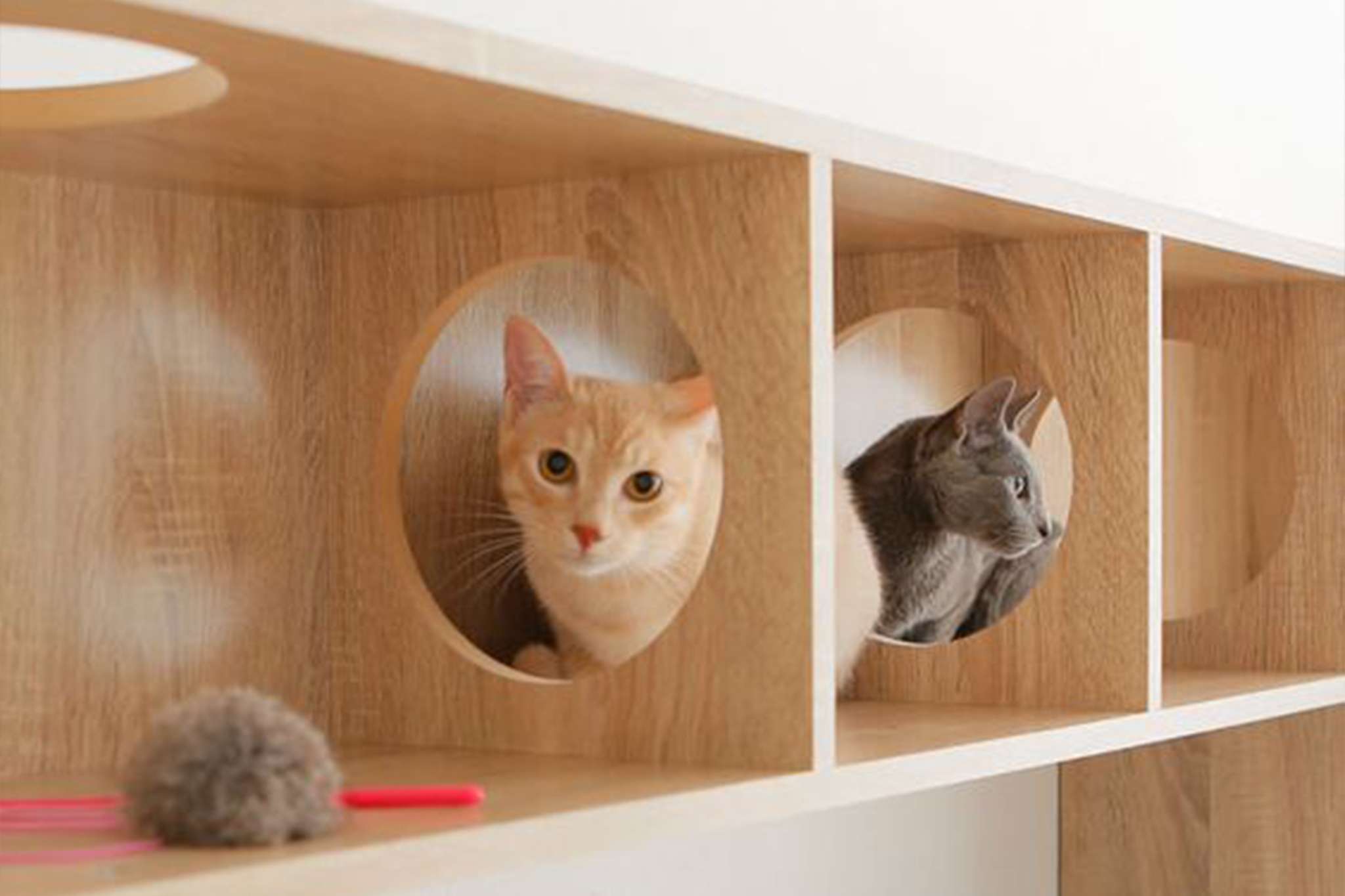 Amenajare interioara pet friendly