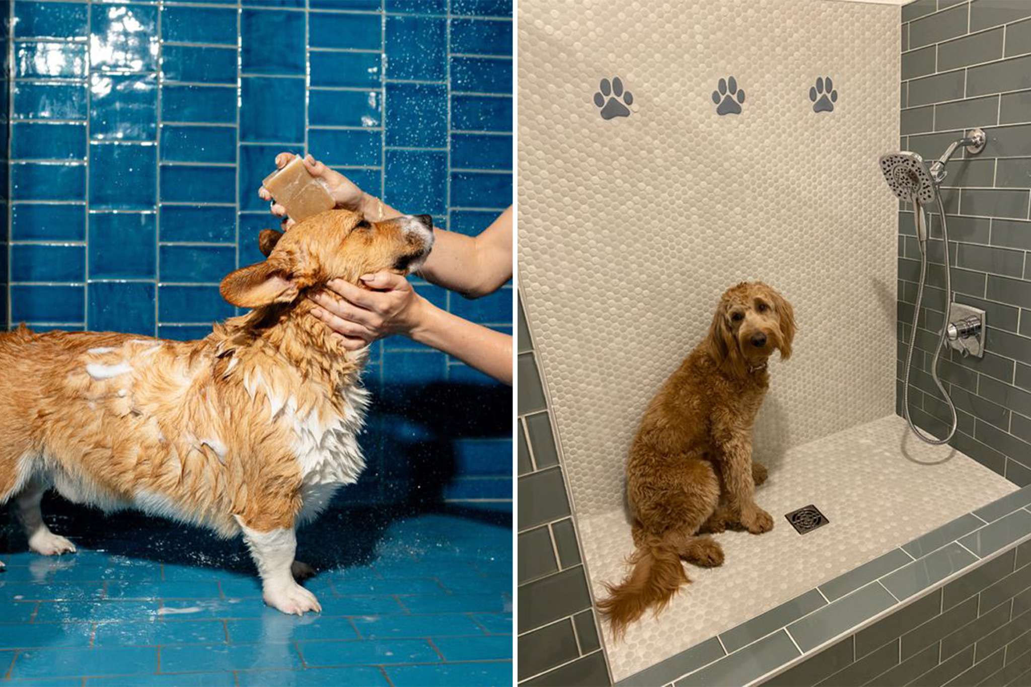 Design interior pet friendly