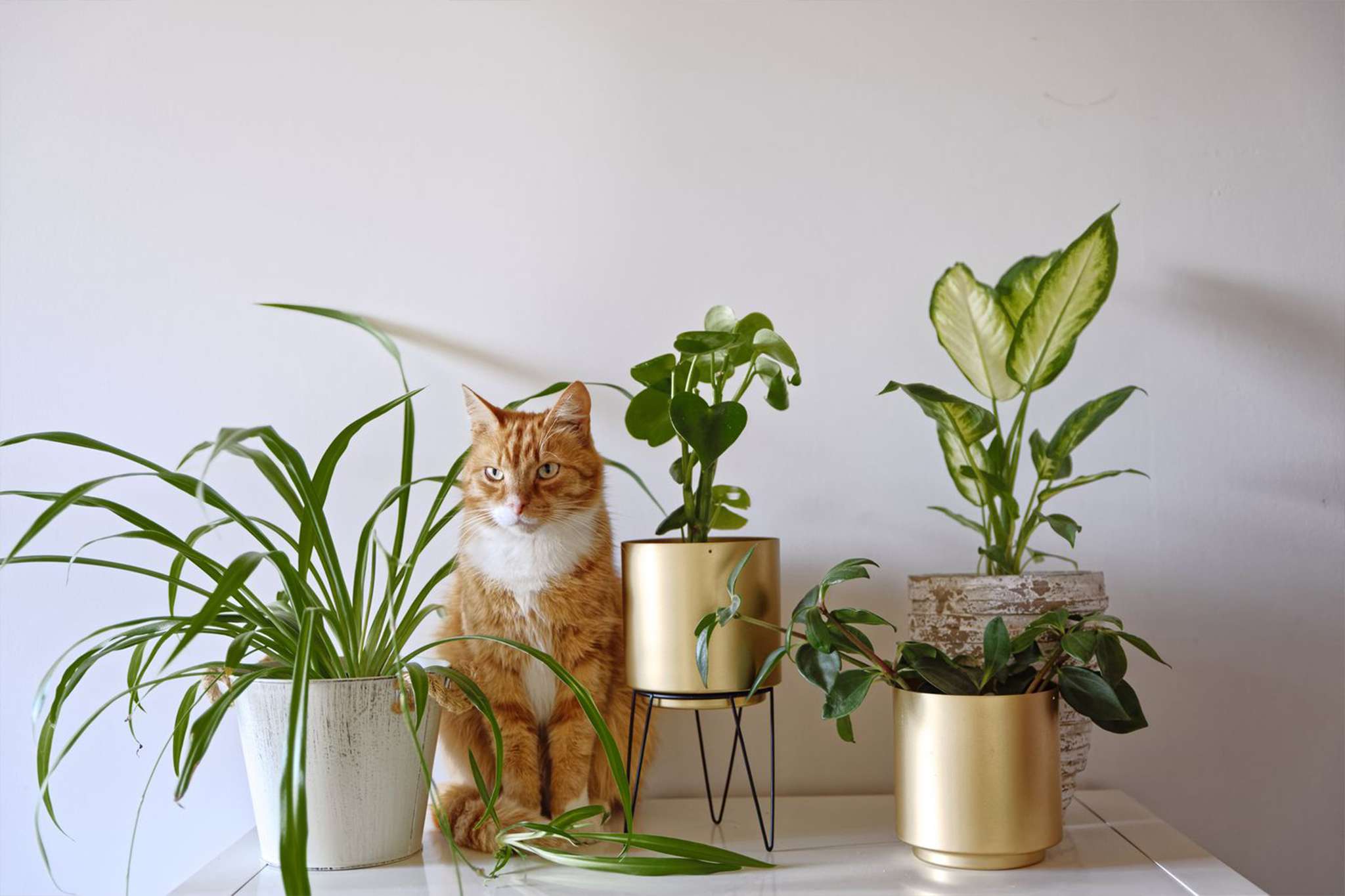 Design interior pet friendly